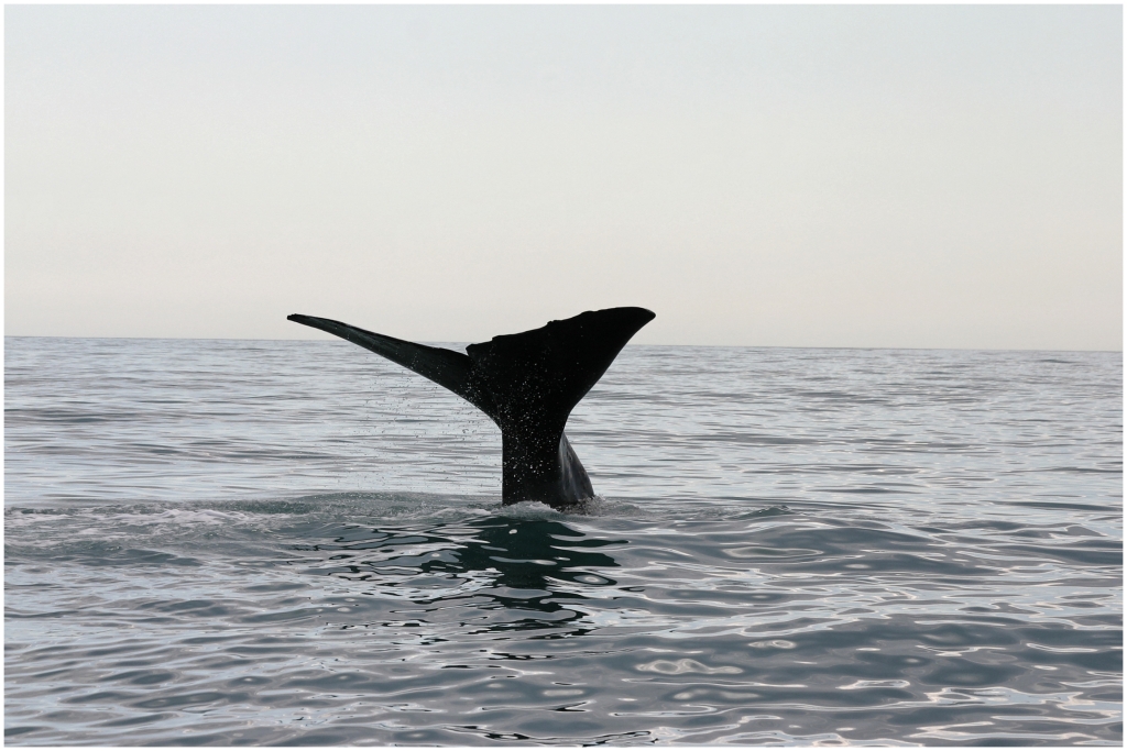 14 - Kaikoura (24).jpg